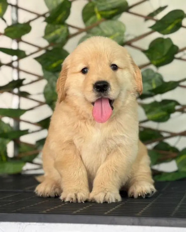 golden-retriver-puppies-for-sale-big-1