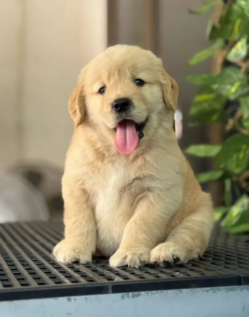 golden-retriver-puppies-for-sale-big-4