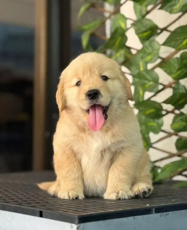 golden-retriver-puppies-for-sale-big-3