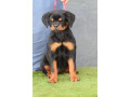 excepitional-quality-rottweller-puppies-for-sale-small-1