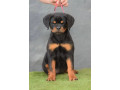 excepitional-quality-rottweller-puppies-for-sale-small-2