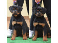 excepitional-quality-rottweller-puppies-for-sale-small-0