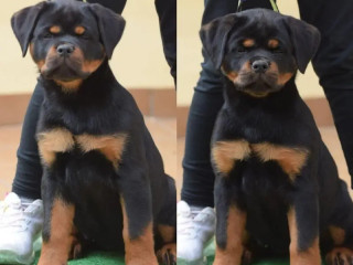 excepitional-quality-rottweller-puppies-for-sale