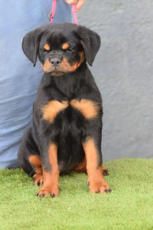 excepitional-quality-rottweller-puppies-for-sale-big-1